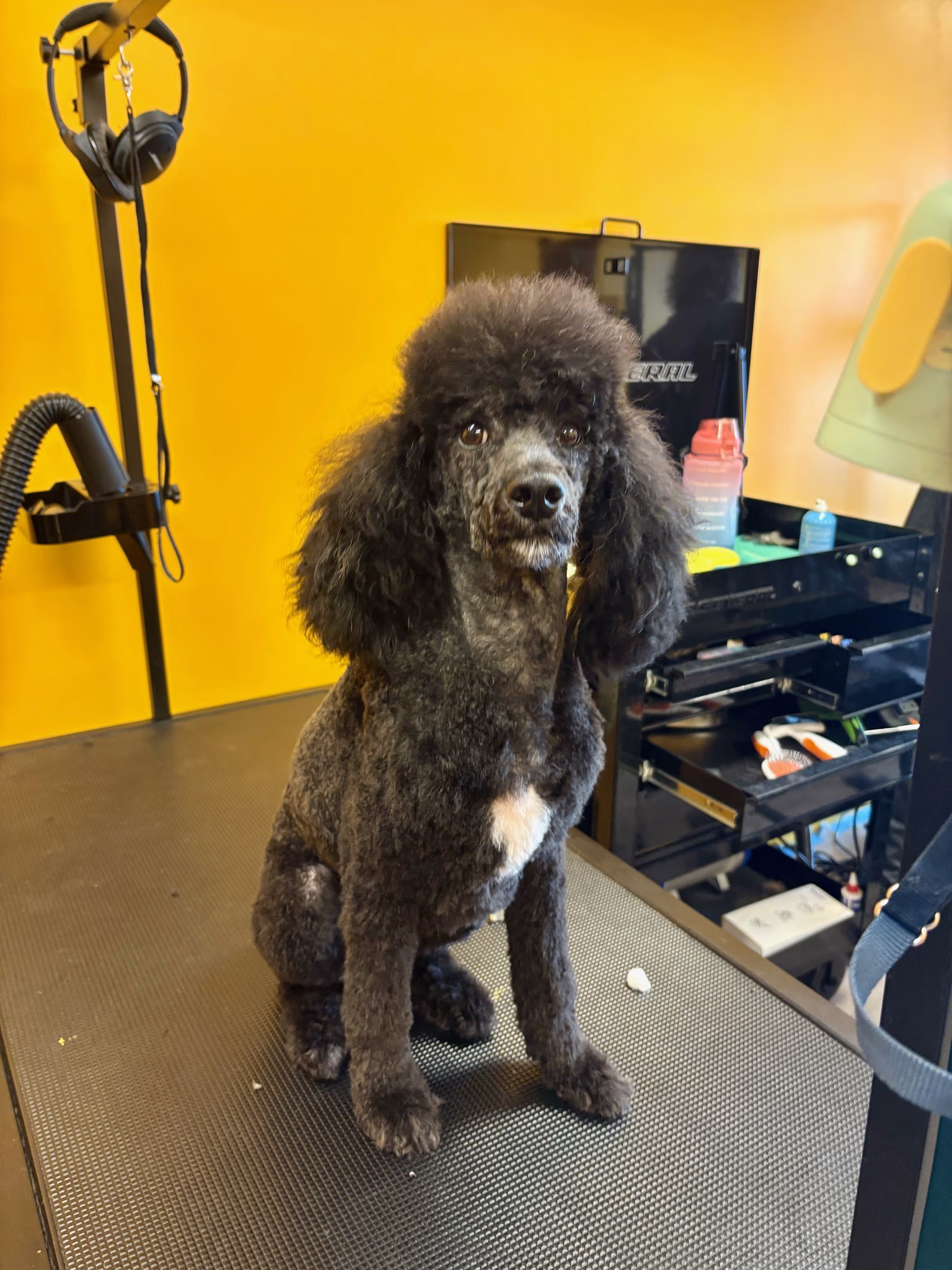 Professional dog grooming at Ritchard's Grooming Pioneer Square, Seattle