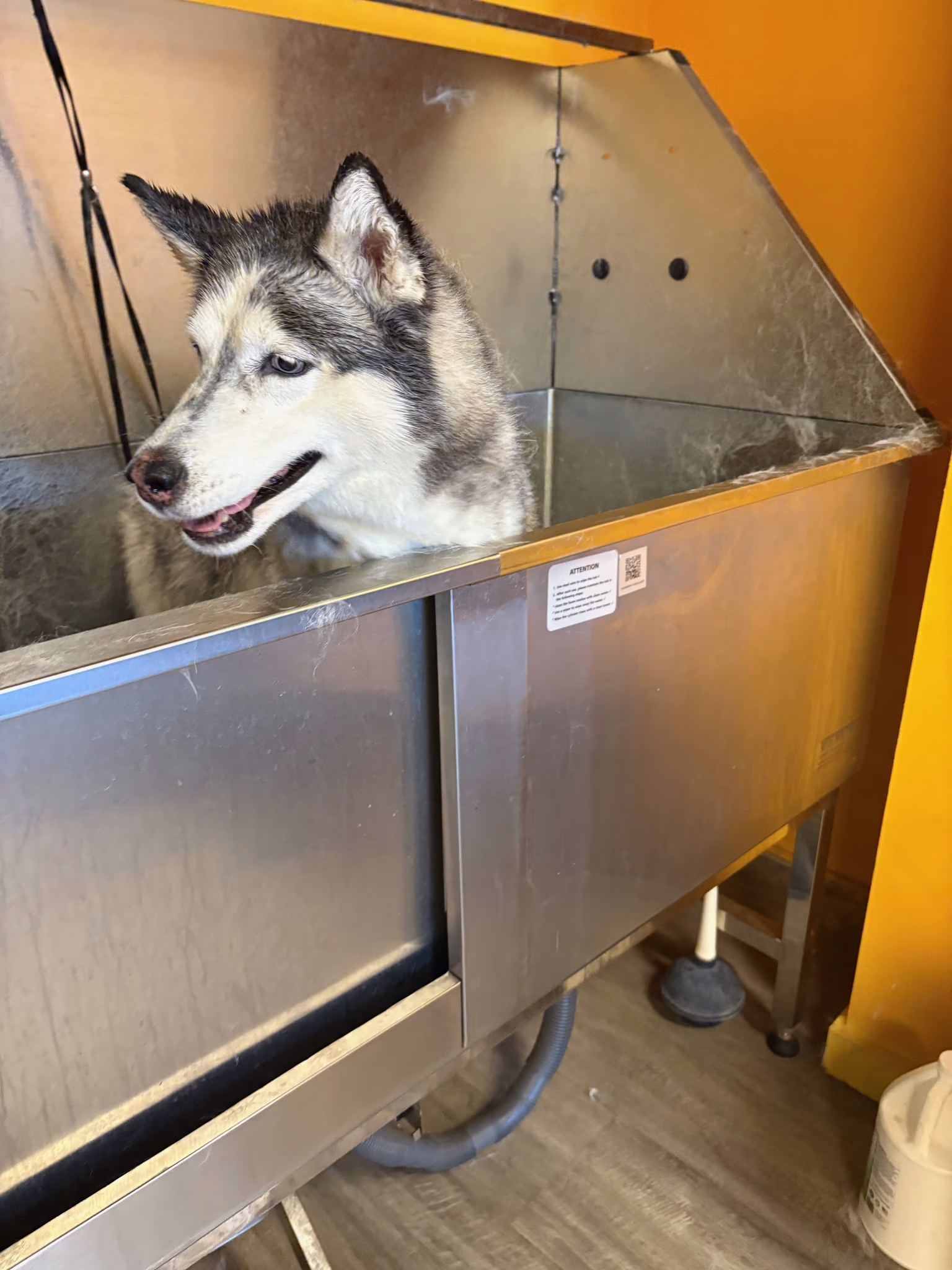 Professional dog grooming at Ritchard's Grooming Pioneer Square, Seattle