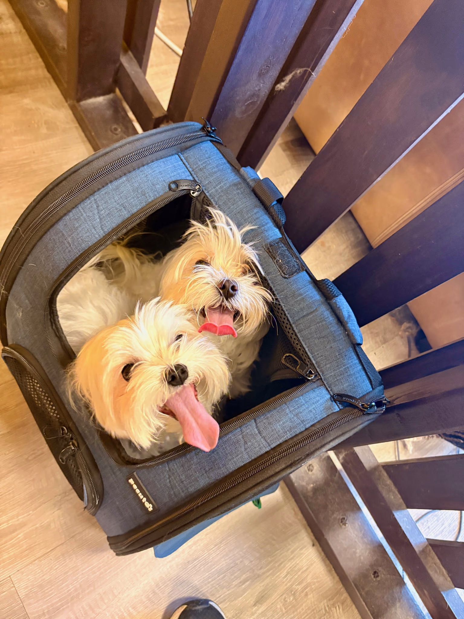 Professional dog grooming at Ritchard's Grooming Pioneer Square, Seattle