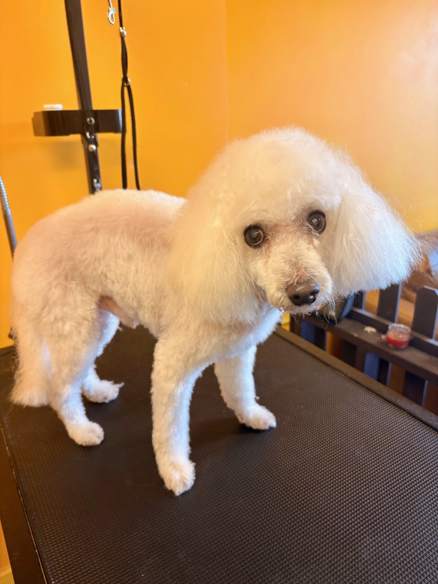 Professional dog grooming at Ritchard's Grooming Pioneer Square, Seattle