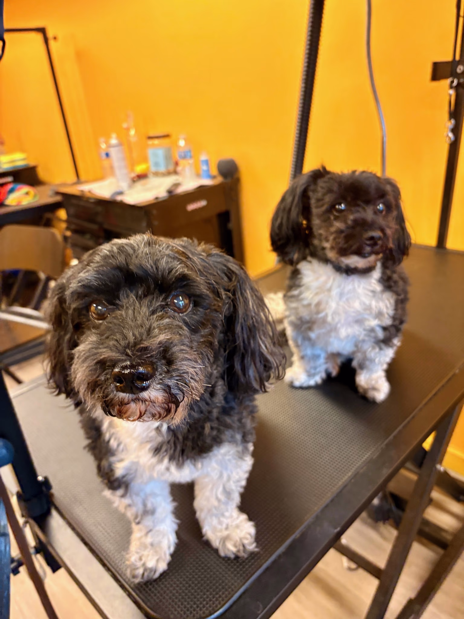 Professional dog grooming at Ritchard's Grooming Pioneer Square, Seattle