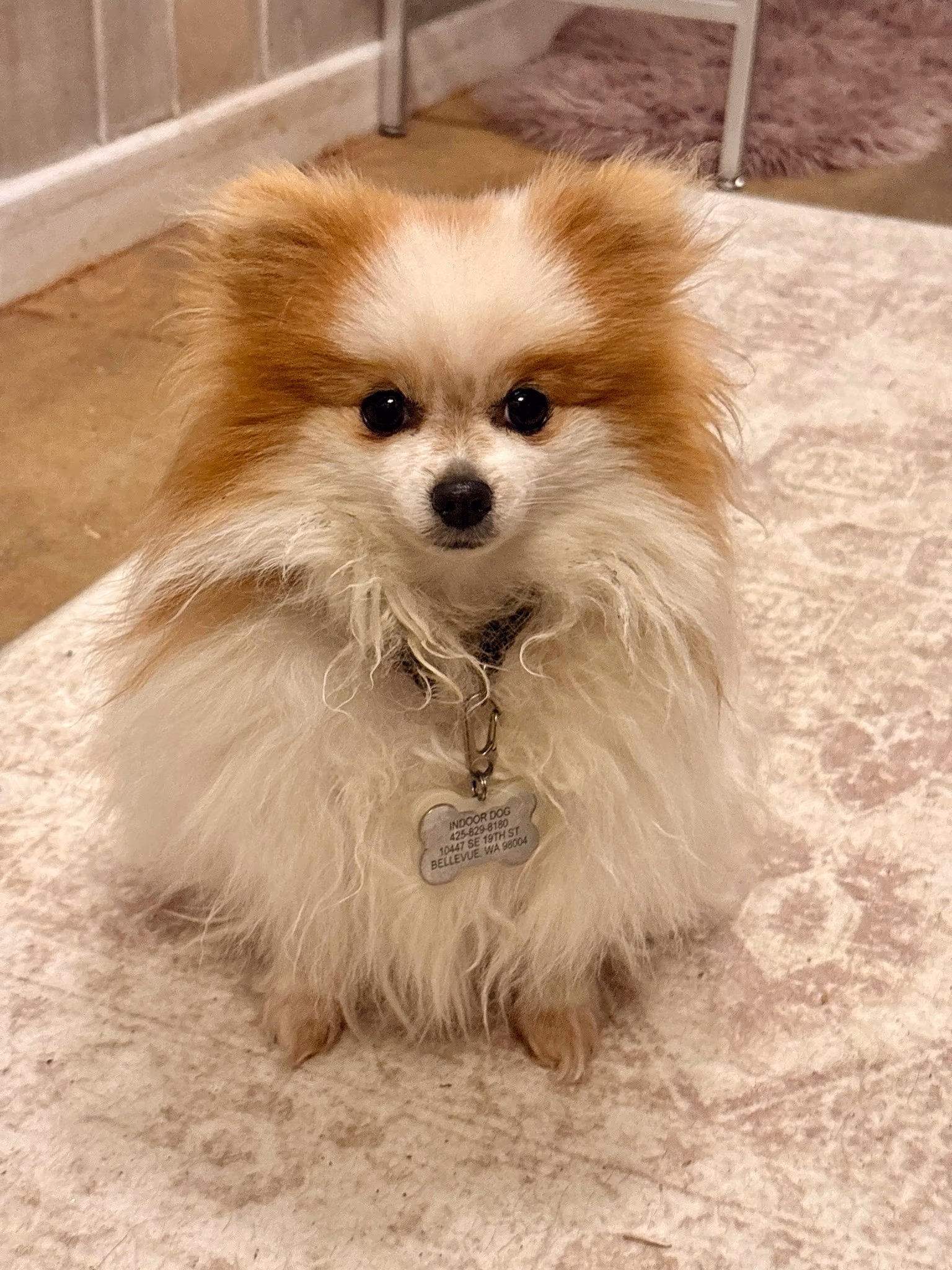 Professional dog grooming at Ritchard's Grooming Pioneer Square, Seattle