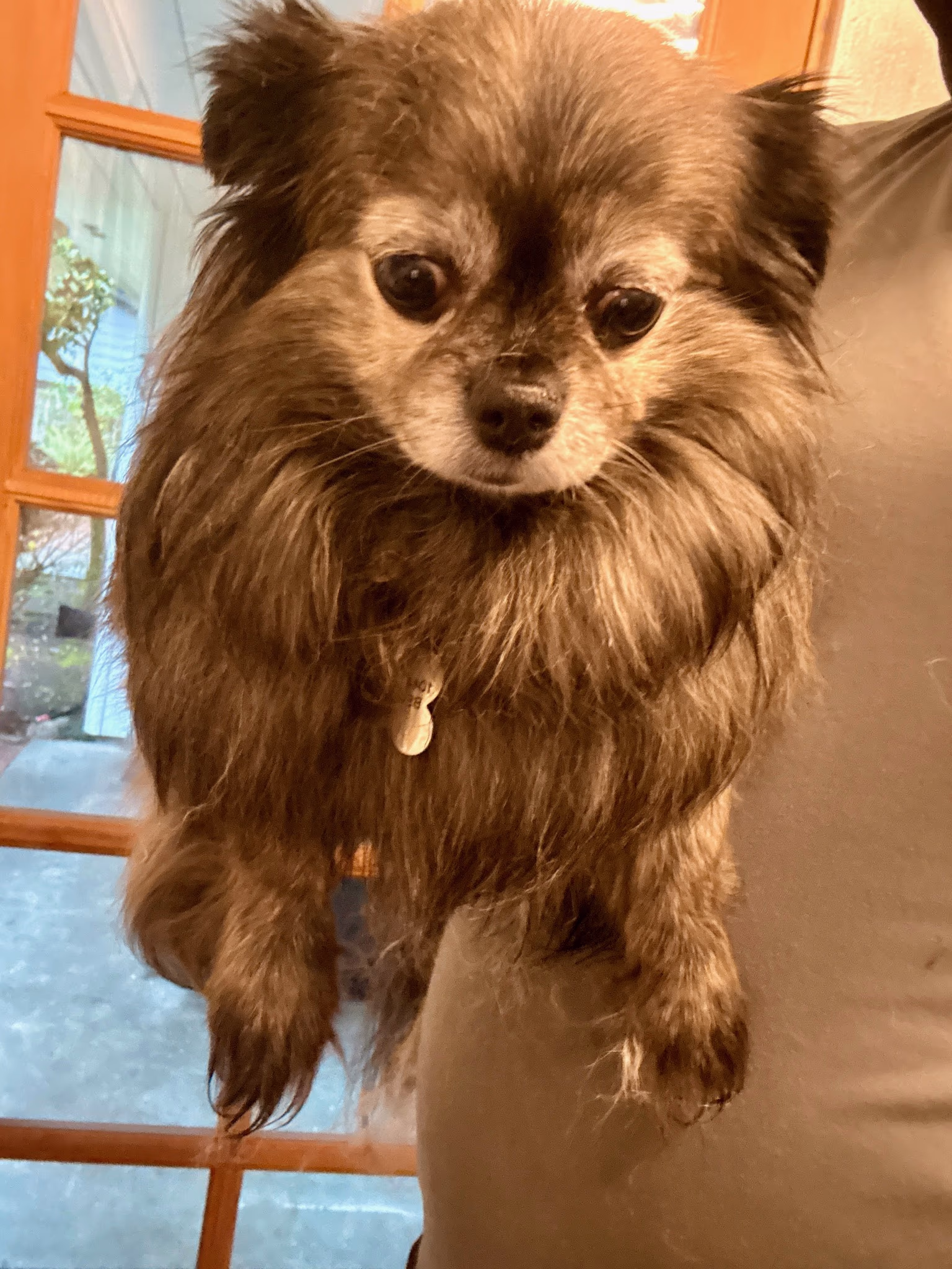 Professional dog grooming at Ritchard's Grooming Pioneer Square, Seattle