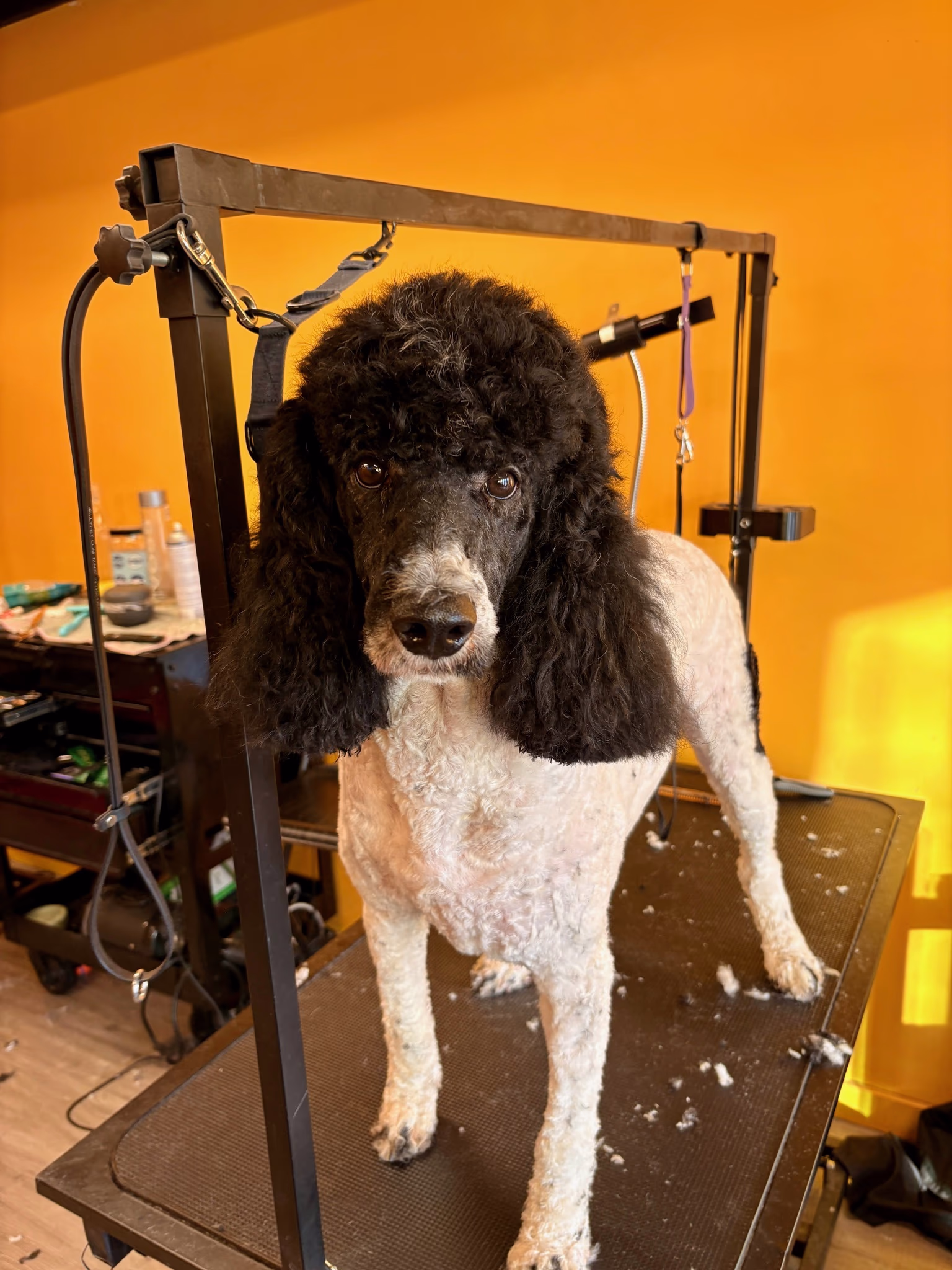 Professional dog grooming at Ritchard's Grooming Pioneer Square, Seattle