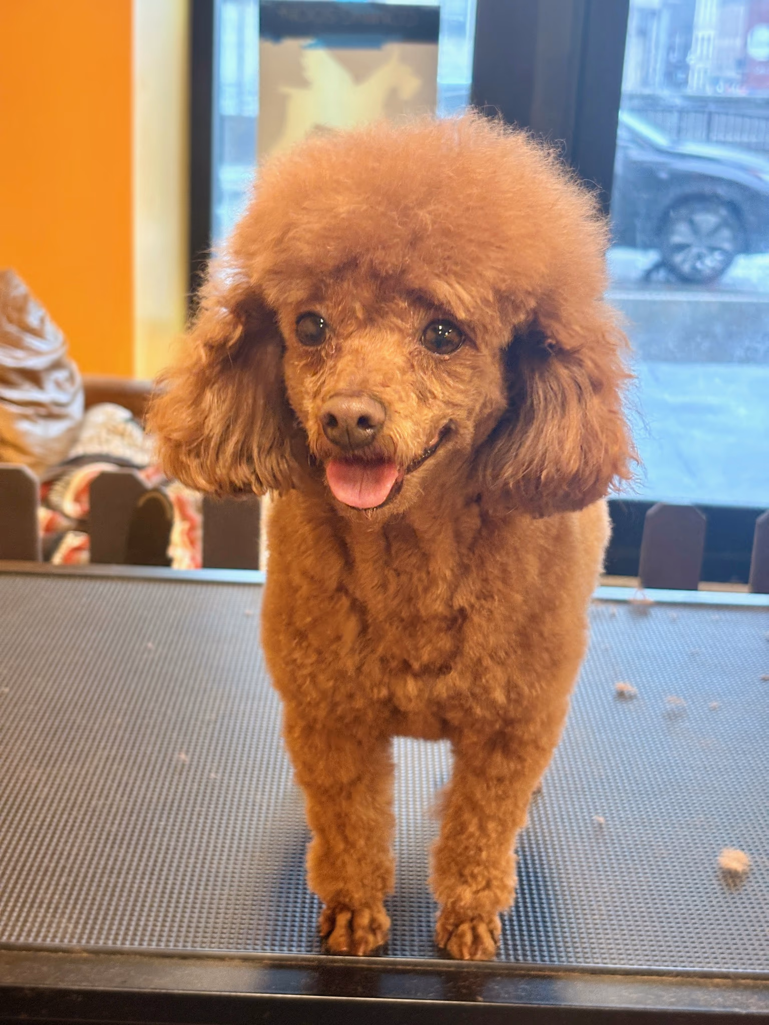 Professional dog grooming at Ritchard's Grooming Pioneer Square, Seattle