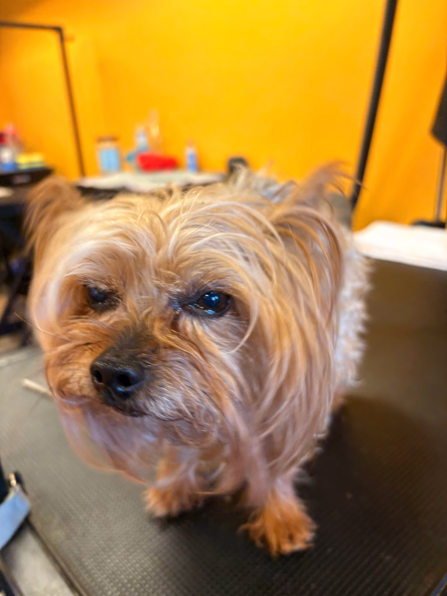 Professional dog grooming at Ritchard's Grooming Pioneer Square, Seattle