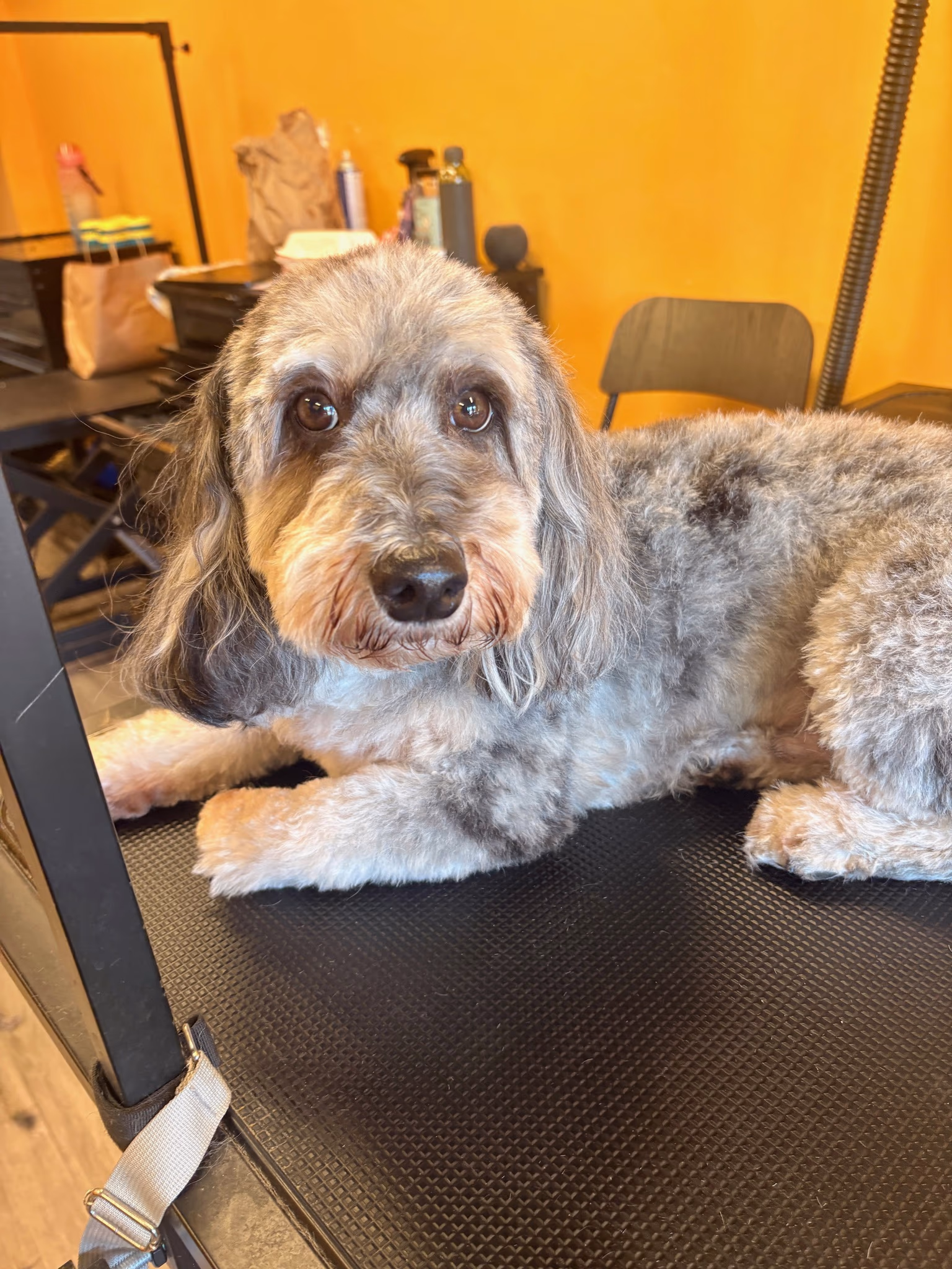 Professional dog grooming at Ritchard's Grooming Pioneer Square, Seattle
