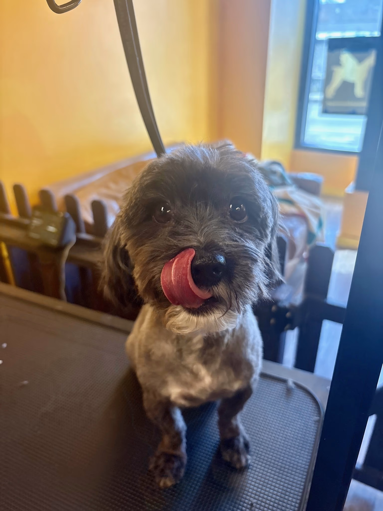 Professional dog grooming at Ritchard's Grooming Pioneer Square, Seattle