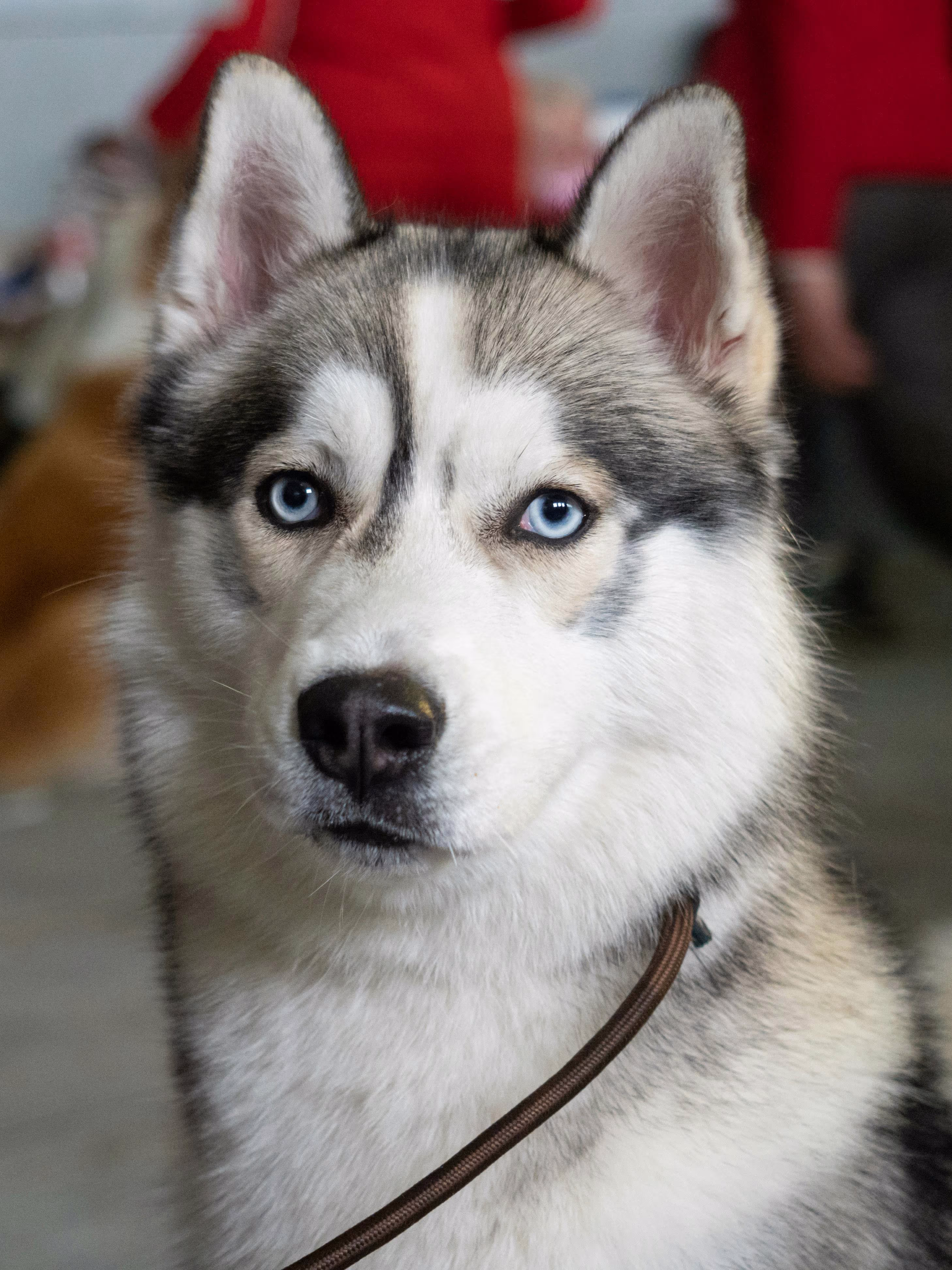 Seattle Urban Pet Life